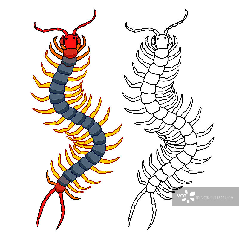 蜈蚣：危险的有毒昆虫图片素材