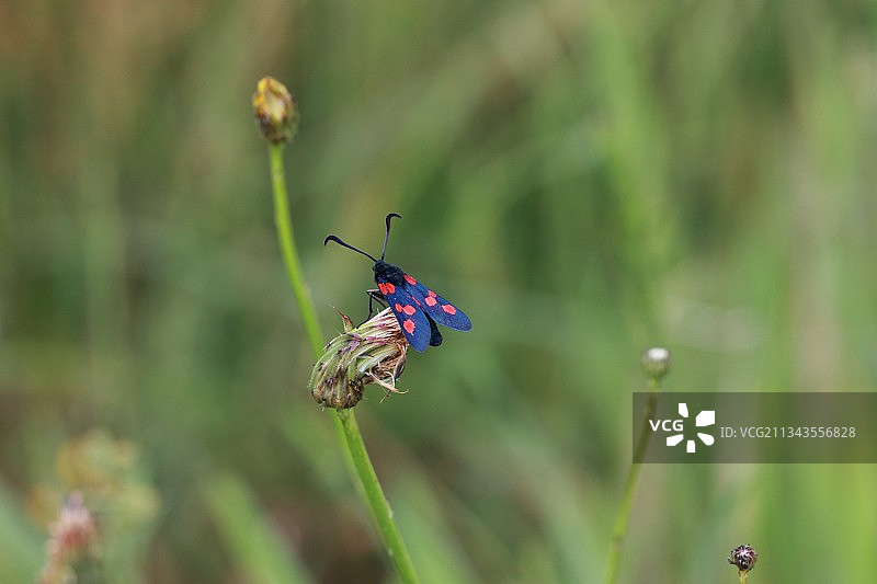 昆虫在植物上的特写镜头图片素材