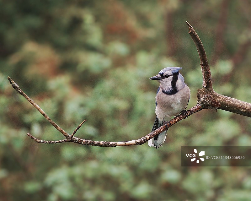 鹊鸲栖息在树枝上特写，加拿大新不伦瑞克省图片素材