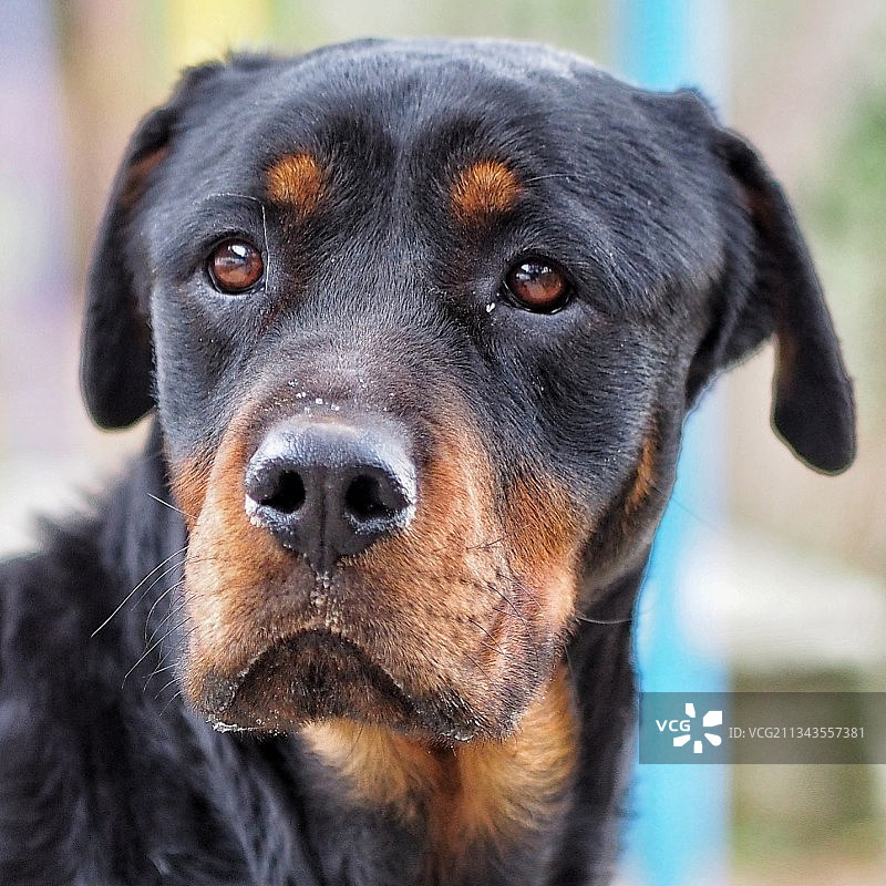 土耳其的罗威纳犬特写图片素材