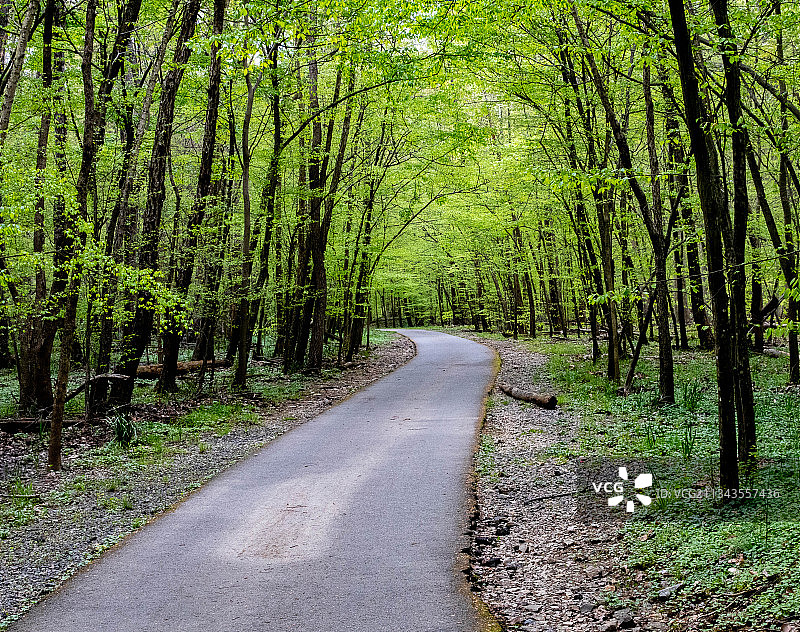 森林中树木掩映的空旷道路，美国弗吉尼亚州斯普林菲尔德图片素材