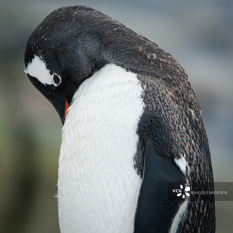 南极洲：巴布亚企鹅特写图片素材