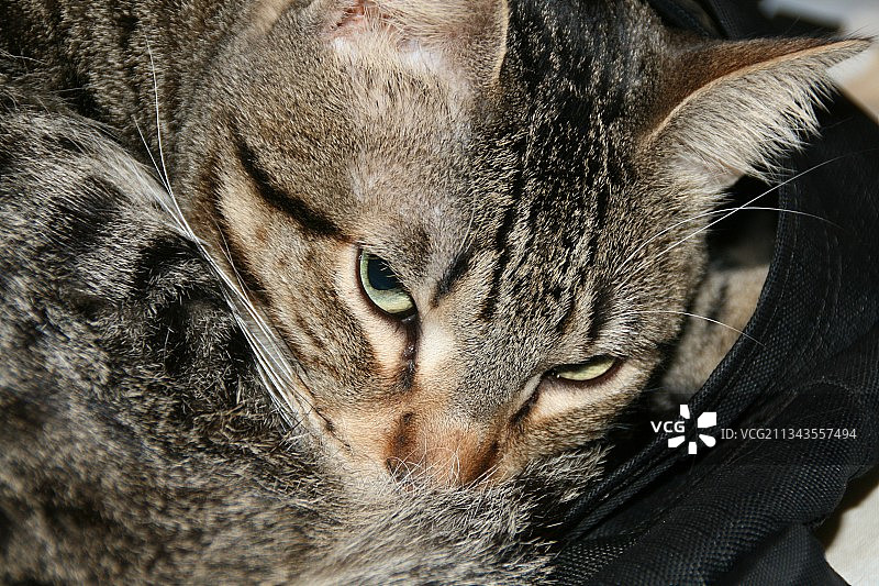 猫的特写肖像图片素材