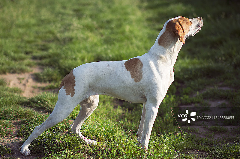 站在田野里的狗狗的侧视图图片素材