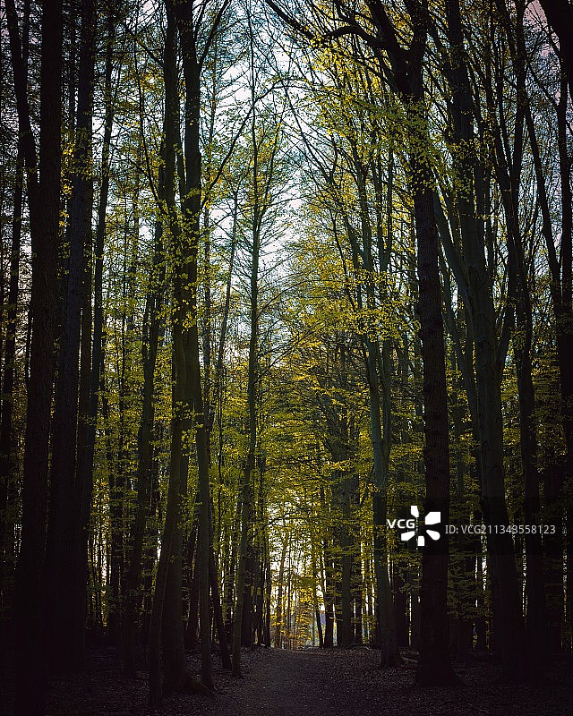 德国希登豪森的森林树木图片素材