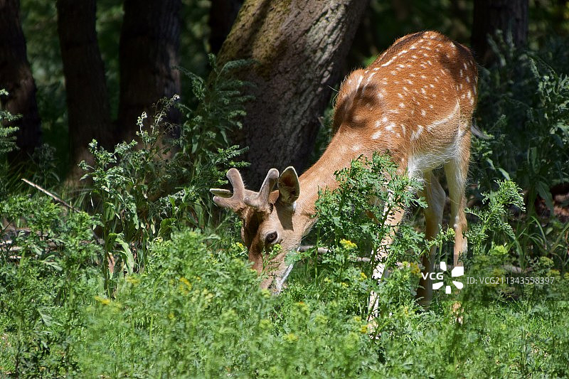 森林中植物丛中的狍鹿侧视图图片素材