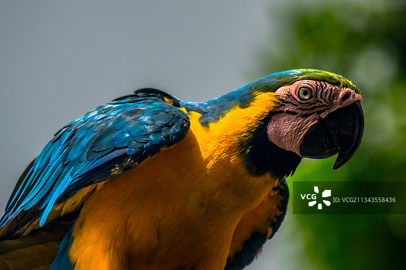 哥伦比亚维查达库马里博：金色蓝色金刚鹦鹉特写图片素材