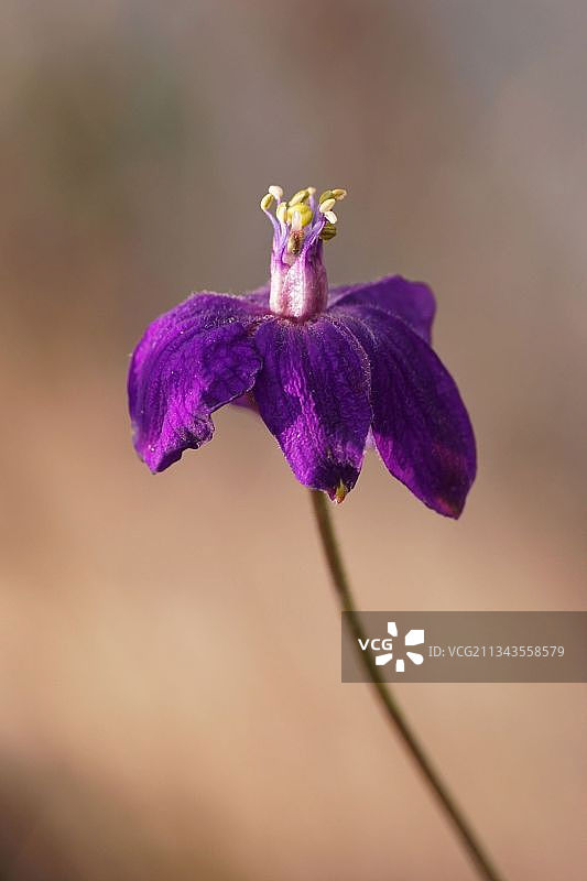 紫色开花植物的特写图片素材