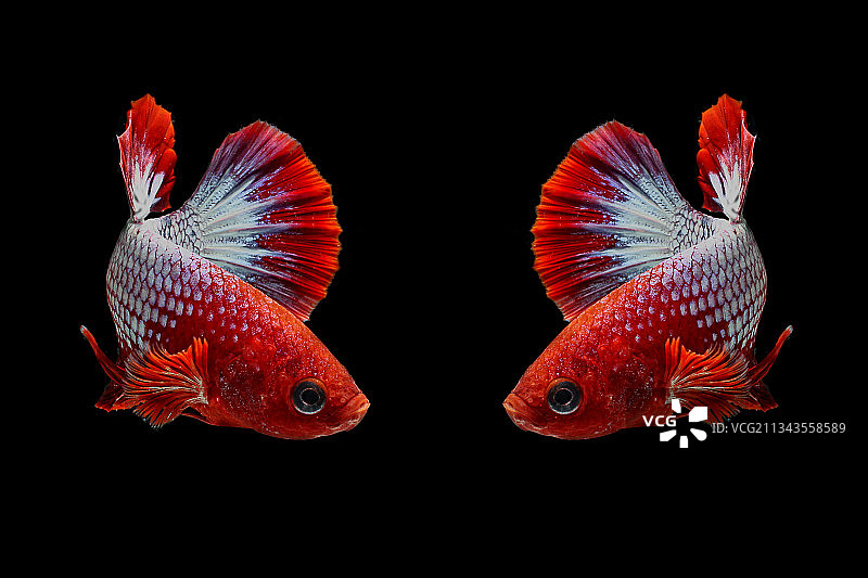 印度尼西亚斗鱼特写图片素材