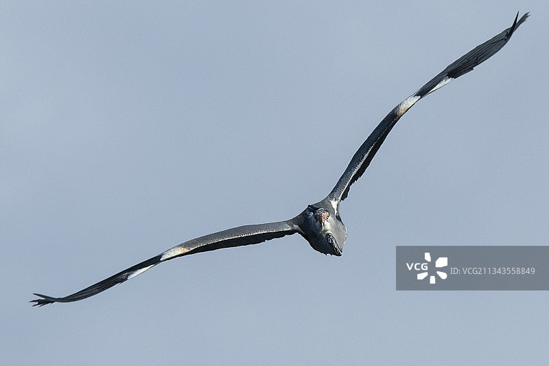低角度视角：猛禽飞翔在挪威斯塔万格的晴空中图片素材