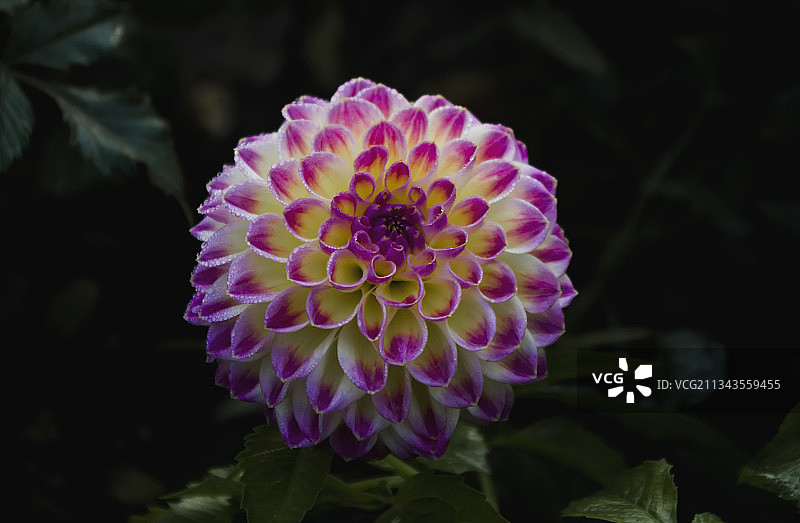 粉红色花朵的特写图片素材