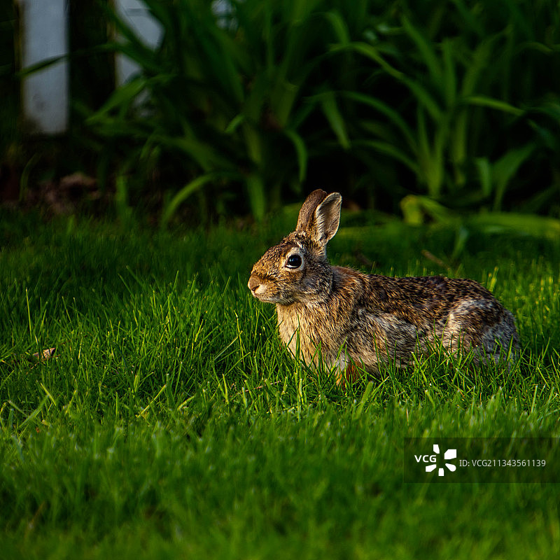草地上兔子的侧面照，美国密歇根州圣克莱尔 shores图片素材