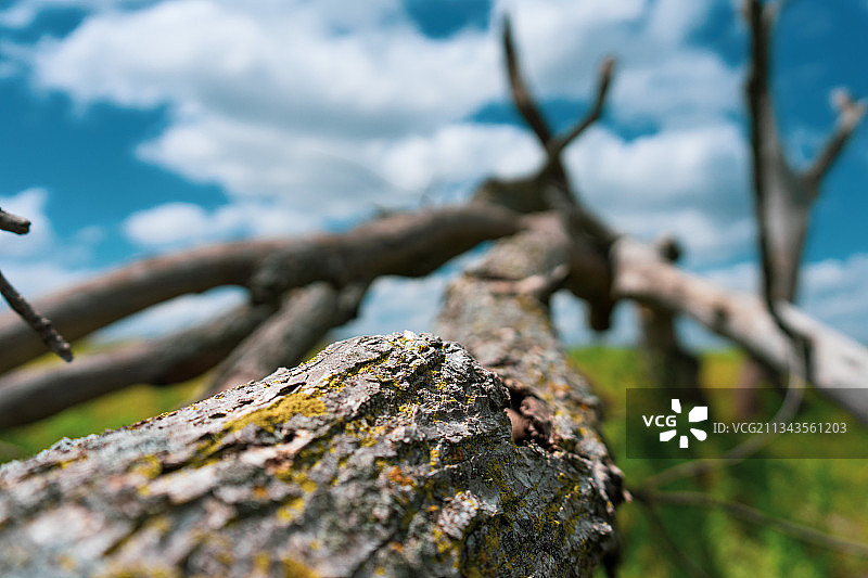 树干上长苔藓的特写镜头图片素材