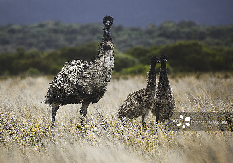 鸟儿栖息在澳大利亚维多利亚州威尔逊斯普罗蒙特瑞角的田野上的背影图片素材
