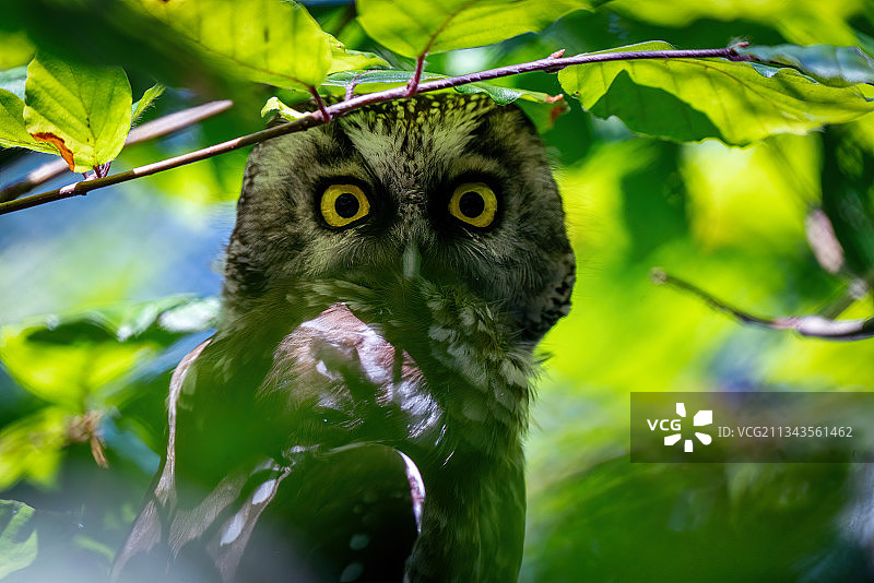 德国巴伐利亚森林国家公园树上穴鸮的特写图片素材
