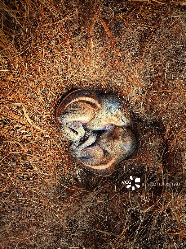 田野上动物头骨的高角度视图图片素材