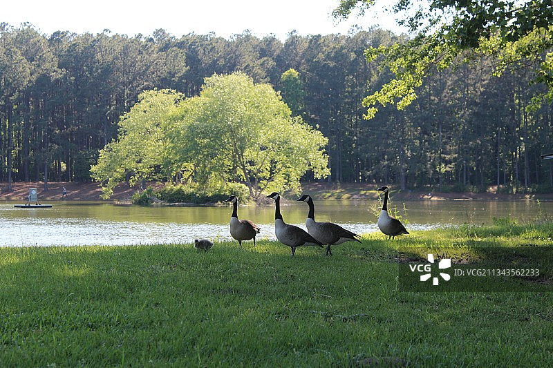 田野里有小鸭子的湖泊图片素材