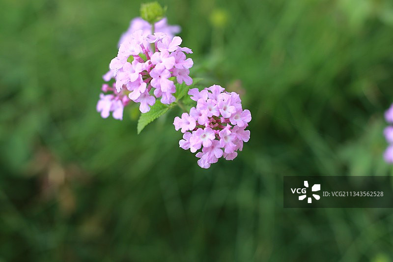 马来西亚粉色开花植物特写图片素材