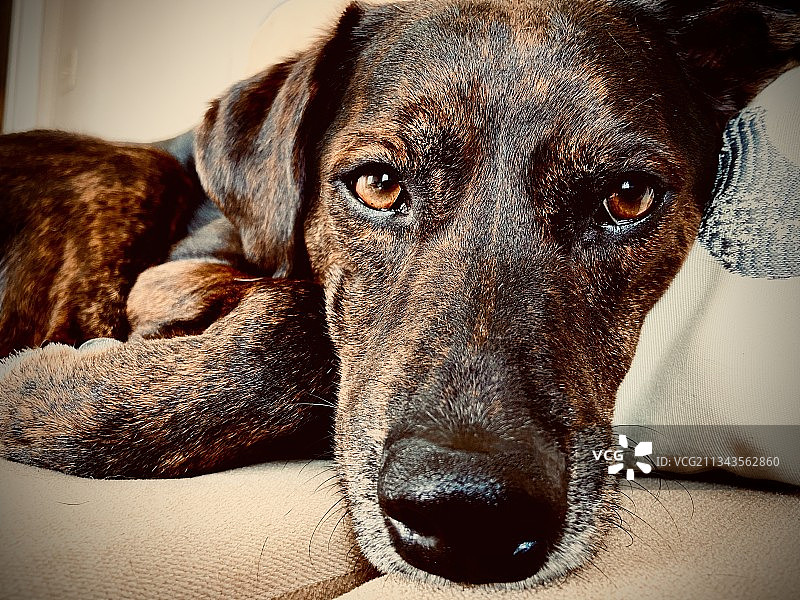 在美国德克萨斯州沙发上休息的纯种犬特写图片素材