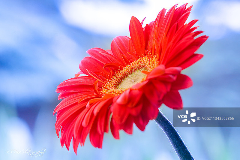 美国威斯康星州米昆市的红色花朵与天空背景特写图片素材