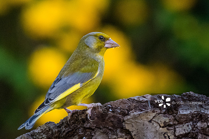 热带鸣禽栖息在树上的特写，法国萨克雷图片素材