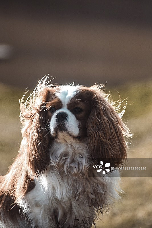 拉脱维亚萨比莱的狗的特写肖像图片素材