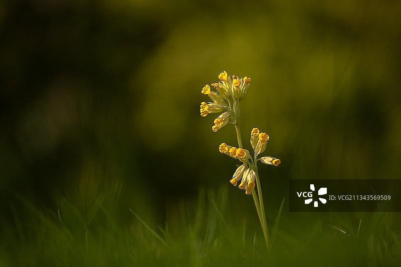 荷兰莱利斯塔德田野上的黄色开花植物特写图片素材