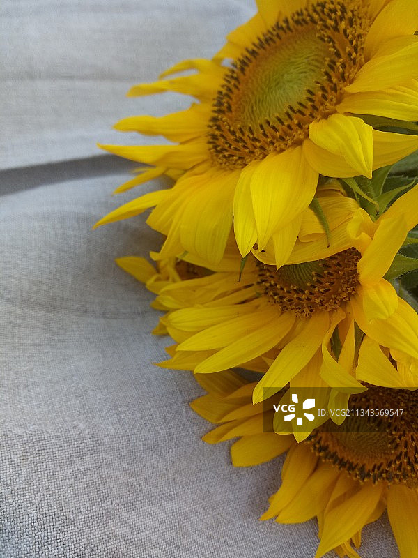 特写的向日葵图片素材