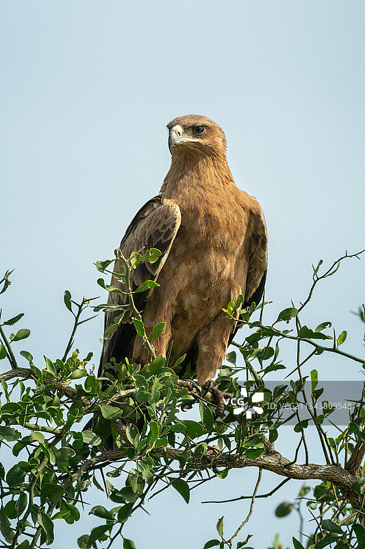 栖息在树枝上的老鹰低角度视图图片素材