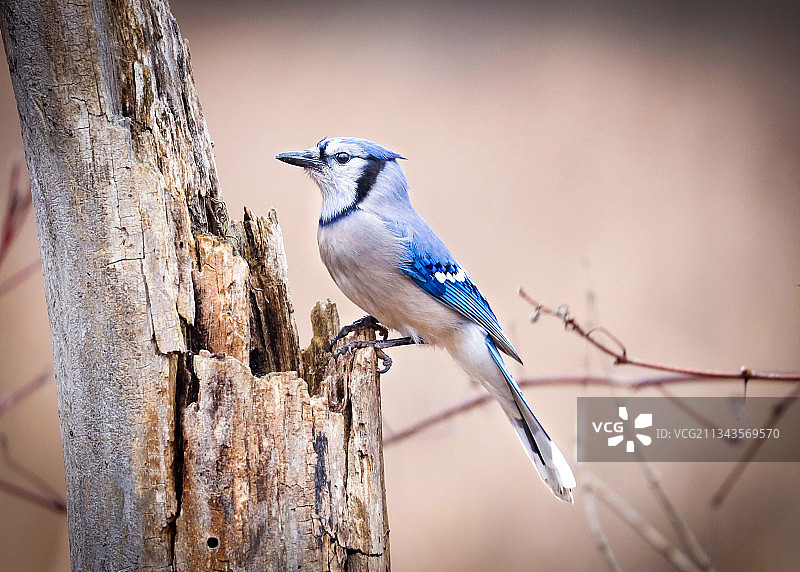 鸣禽栖息在树枝上的特写，美国密歇根州冷水市图片素材