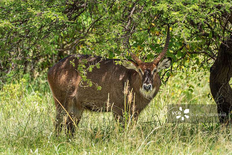 鹿站在田野上的肖像图片素材