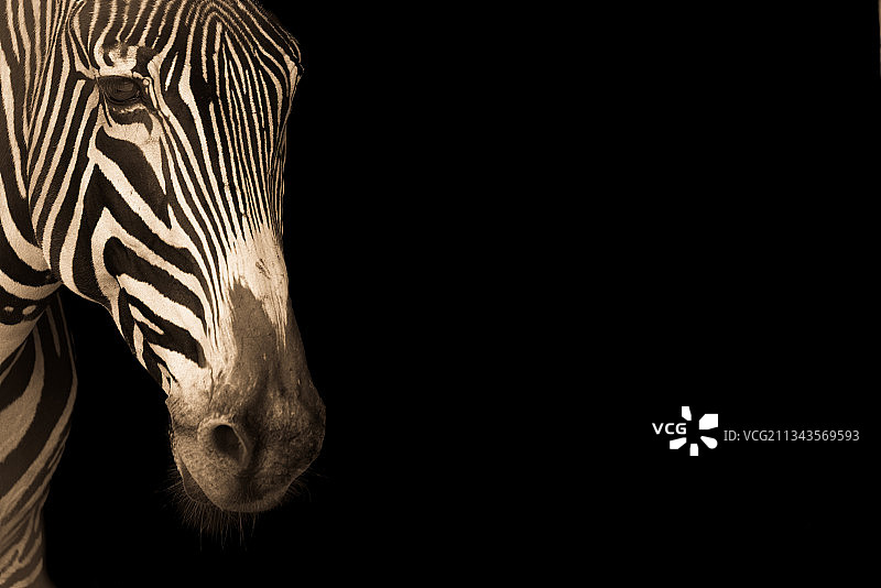 西班牙黑色背景斑马的特写镜头图片素材