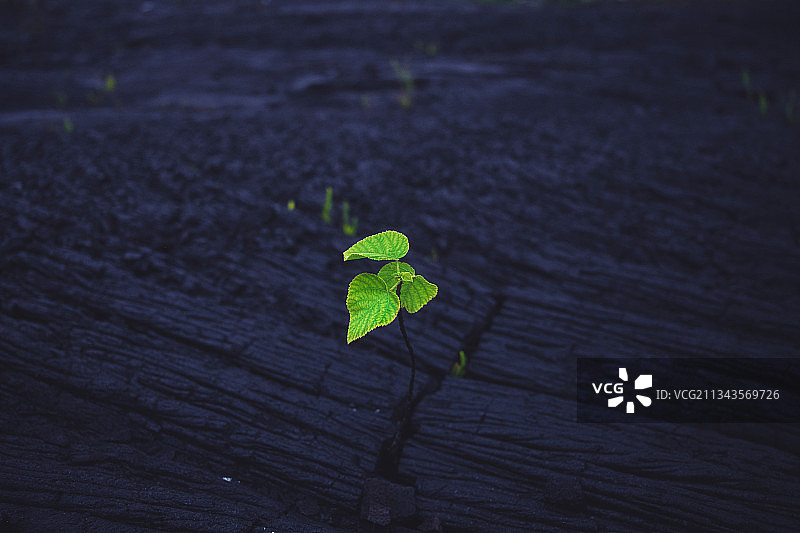 植物特写，美国夏威夷田野背景图片素材