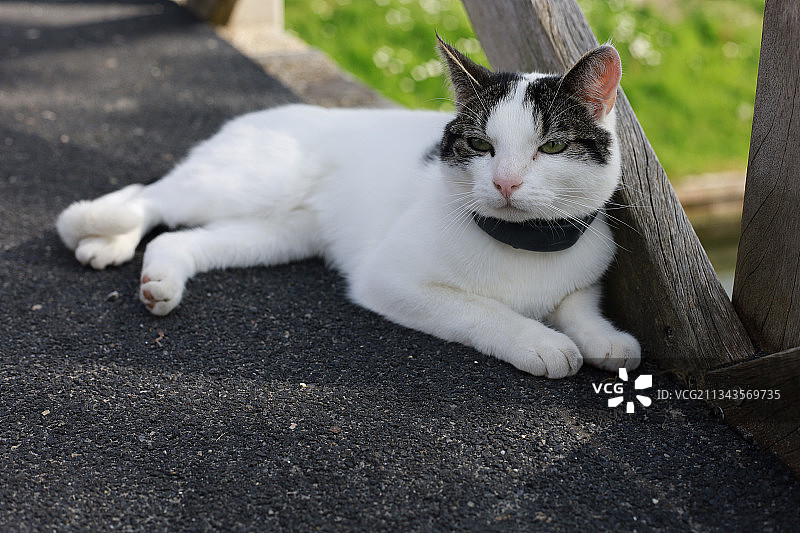 猫坐在户外的特写镜头图片素材