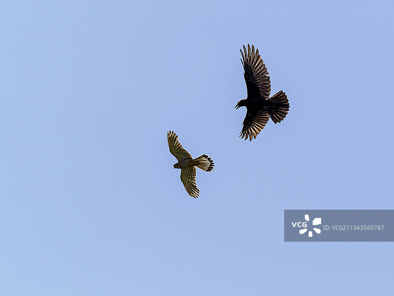 仰视视角：群鸟飞翔在瑞士施韦岑巴赫的蔚蓝天空下图片素材