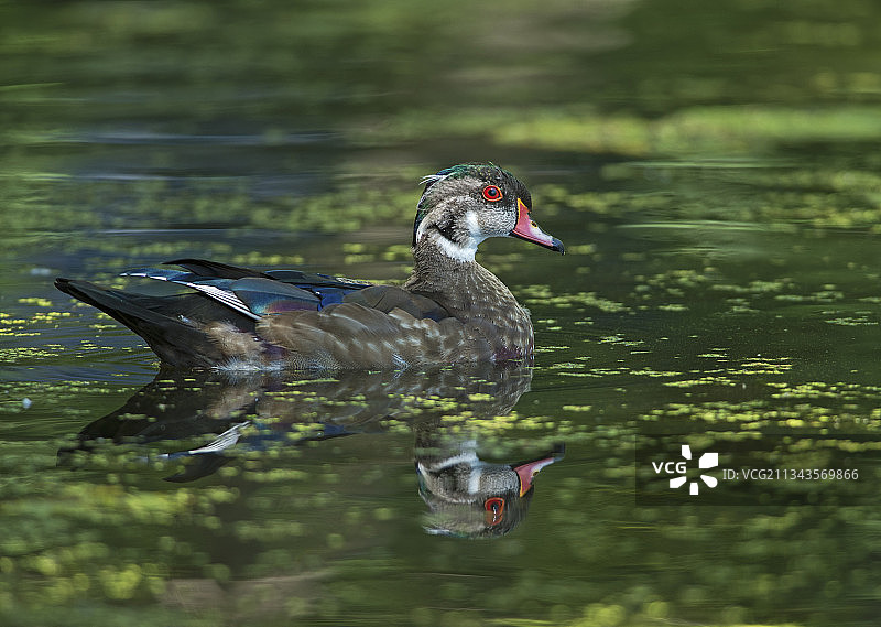 绿头鸭，加拿大泥湖图片素材