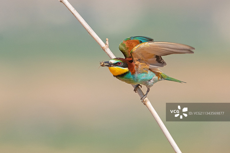 蜜蜂栖息在树枝上的特写图片素材