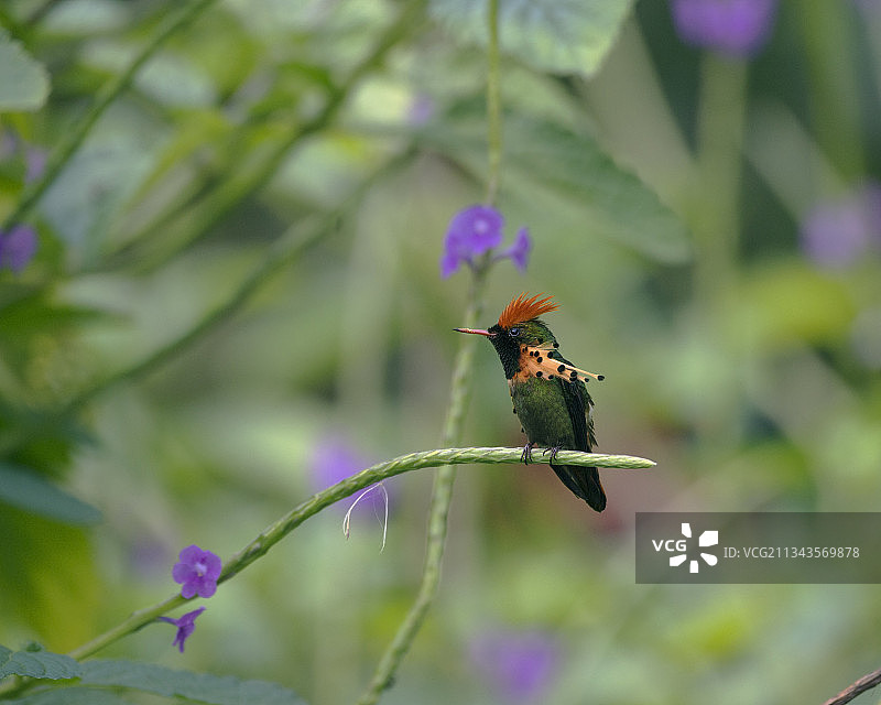 特立尼达和多巴哥植物上的昆虫特写图片素材