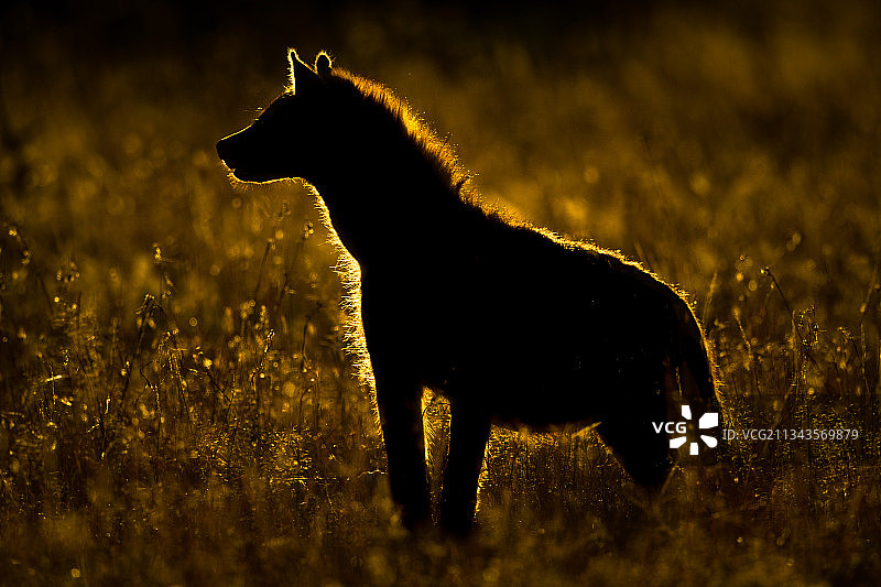 站在田野上的狐狸轮廓侧面照图片素材
