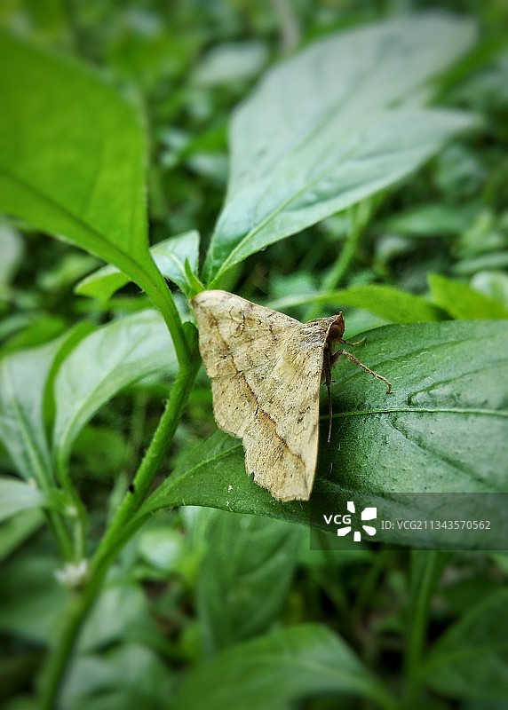印度叶子上的昆虫特写图片素材