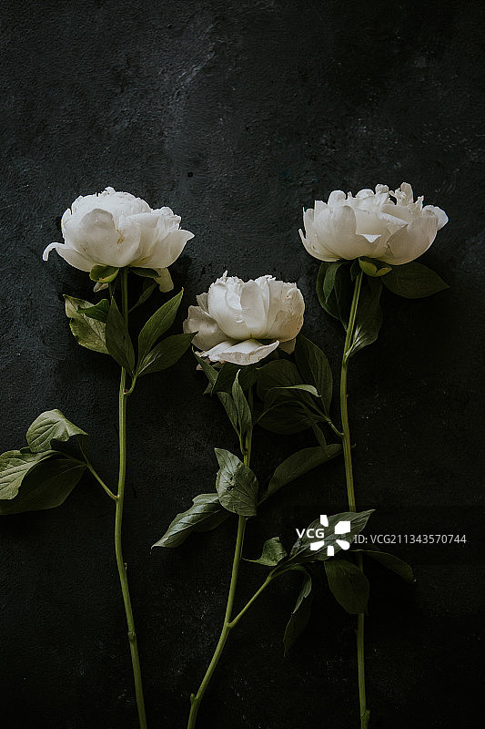 波兰白色玫瑰花特写图片素材