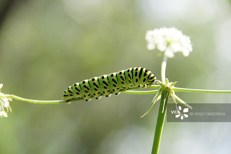 毛虫在植物上的特写镜头图片素材
