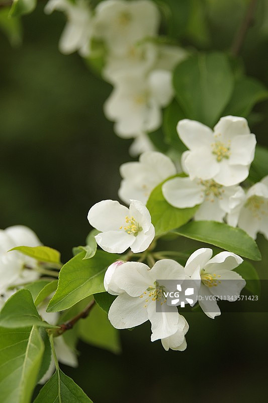 白色开花植物的特写图片素材