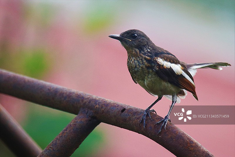 栖息在树枝上的鸣禽特写图片素材
