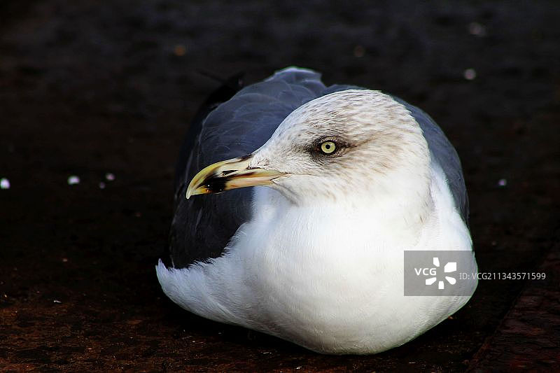 海鸥特写，葡萄牙马德拉图片素材