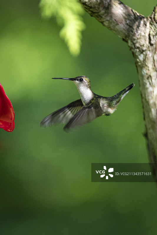 蓝颏宝石蜂鸟飞过鸟舍的特写，加拿大伊斯曼图片素材
