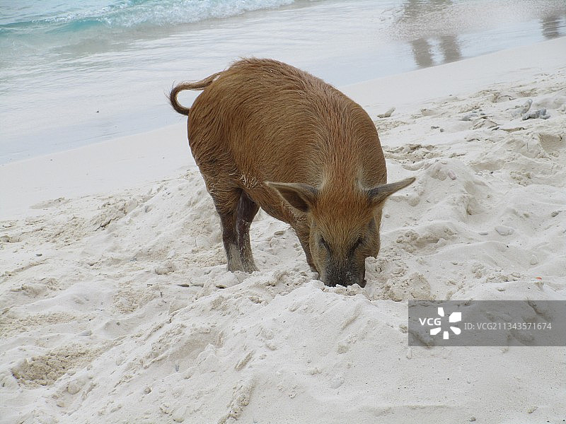 高角度拍摄沙滩上的袋鼠，库拉索图片素材