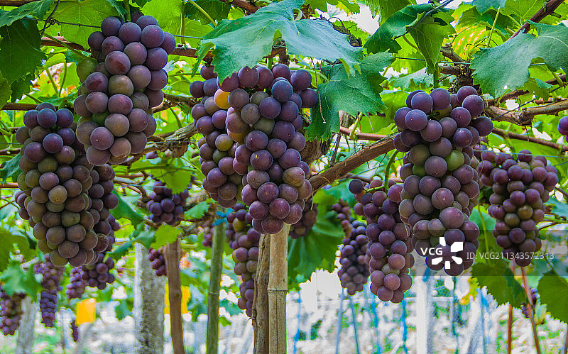 葡萄园收获季图片素材