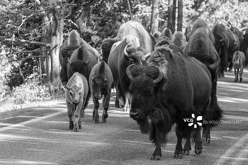 黄石国家公园的大象，美国图片素材