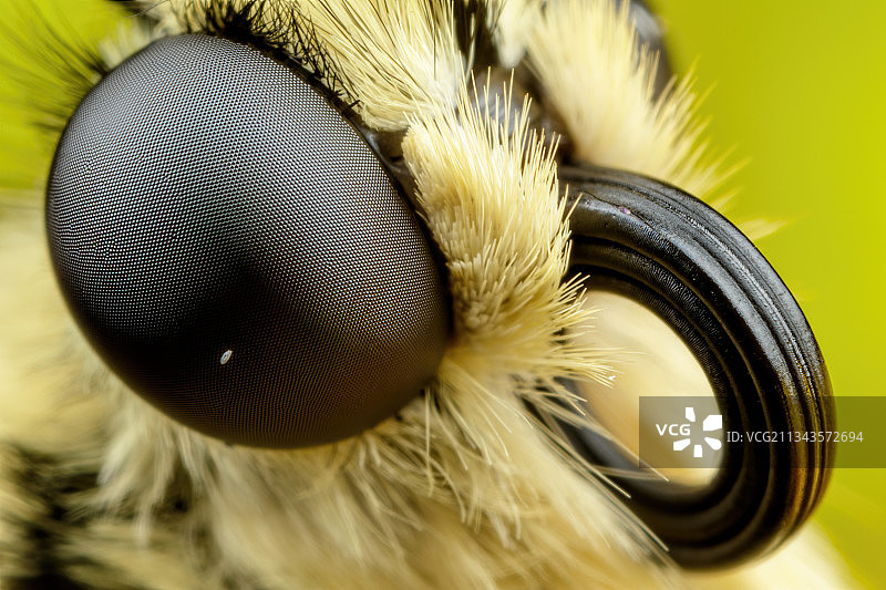 黄色孔雀羽毛特写，意大利那不勒斯都市区巴科利图片素材